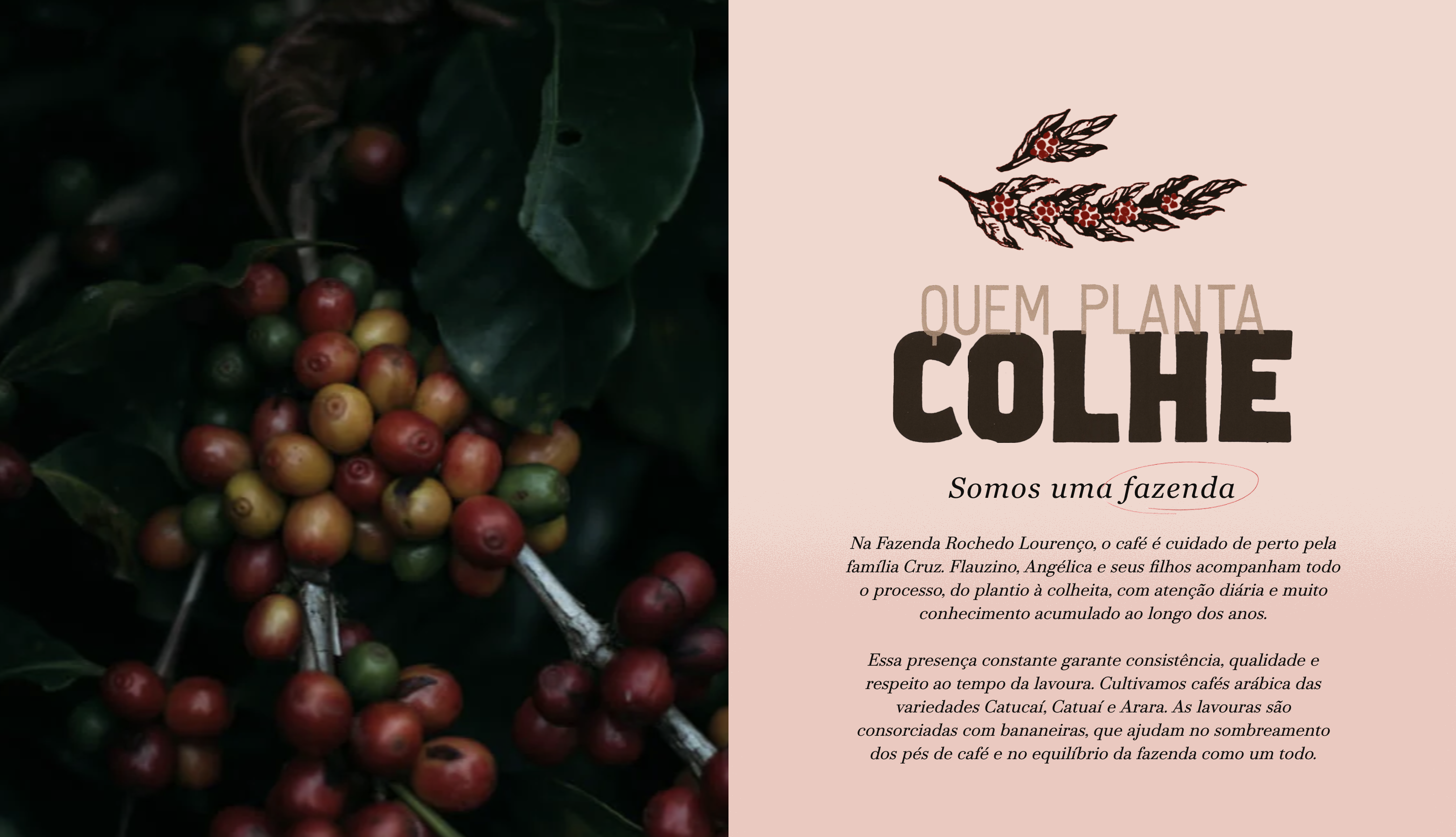 Farm story section, "Quem Planta Colhe", about Fazenda Rochedo Lourenço